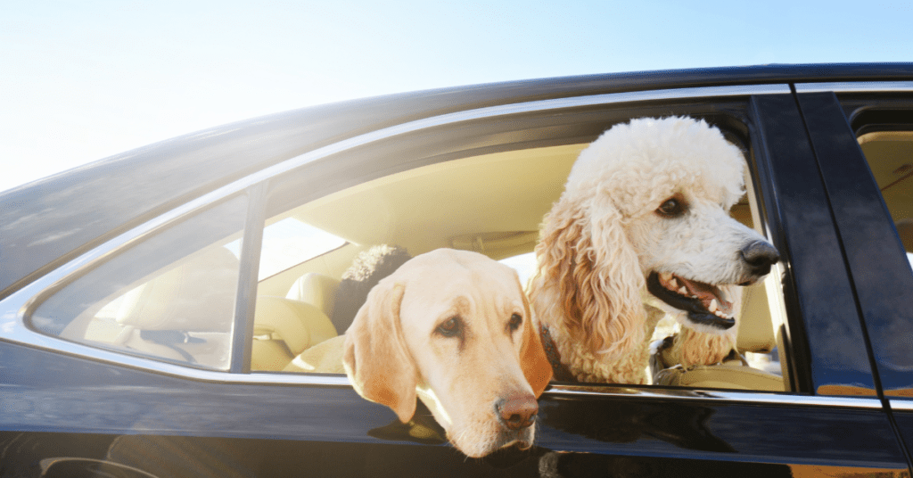 Happy dogs travelling in a car, sitting in back seat.