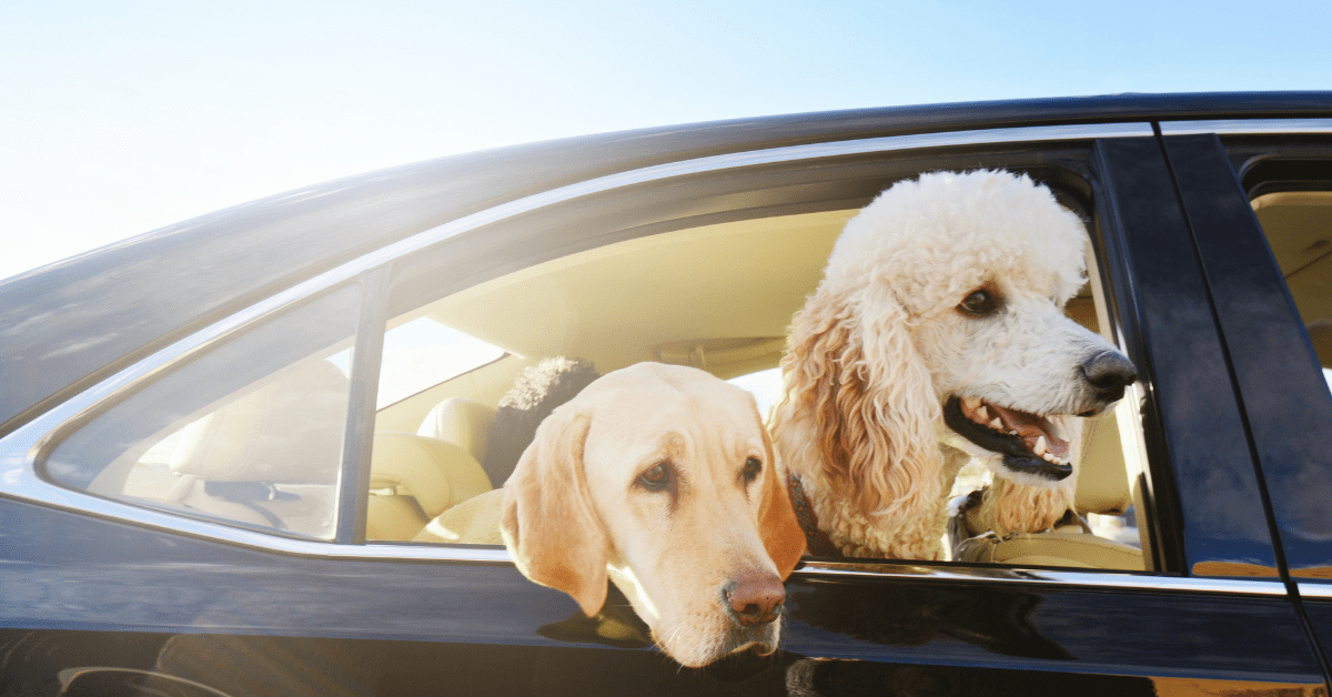 Happy dogs travelling in a car, sitting in back seat.